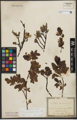 Foto von Salix waldsteiniana Willd.